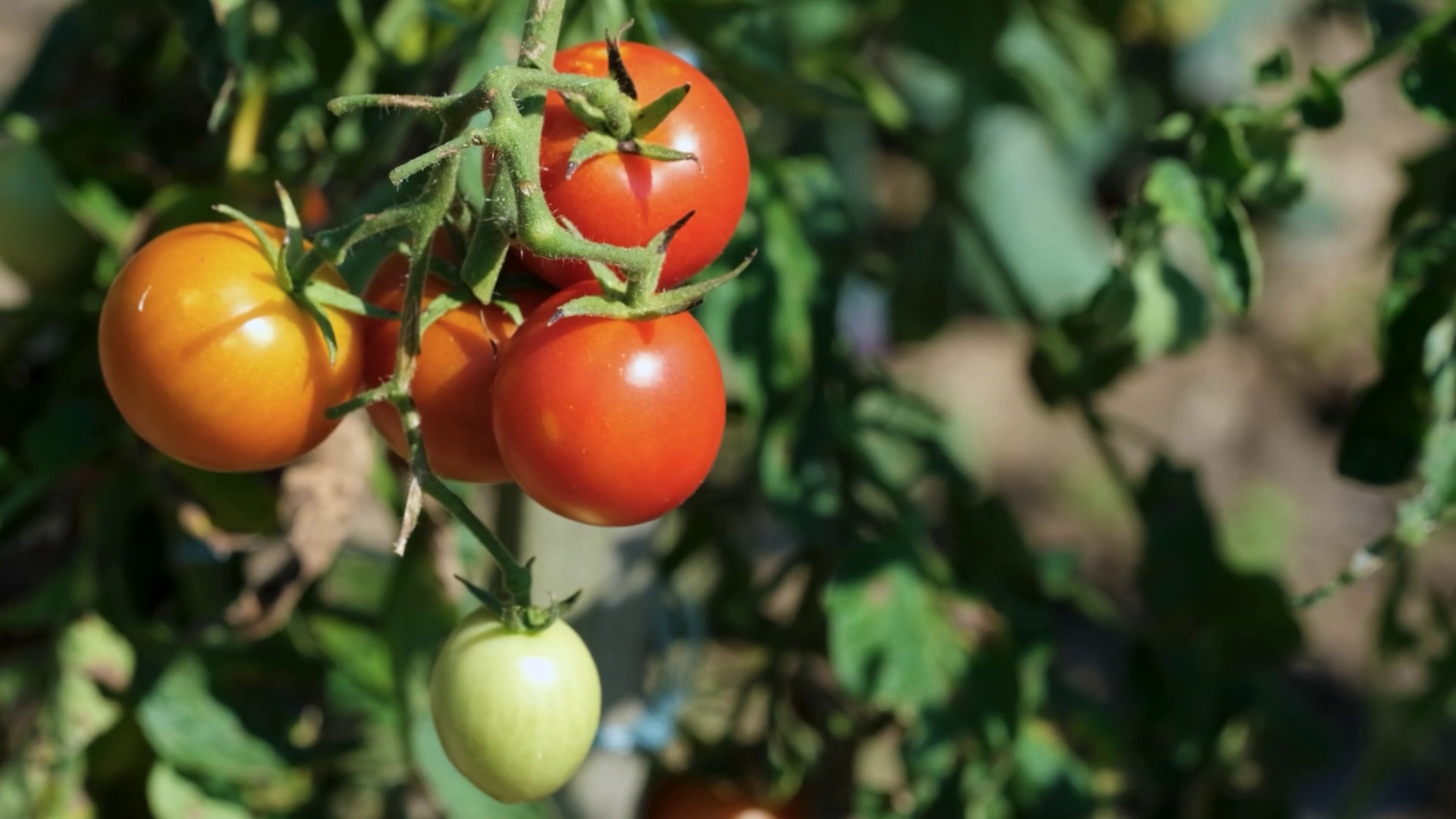 Buying Products Tutorial